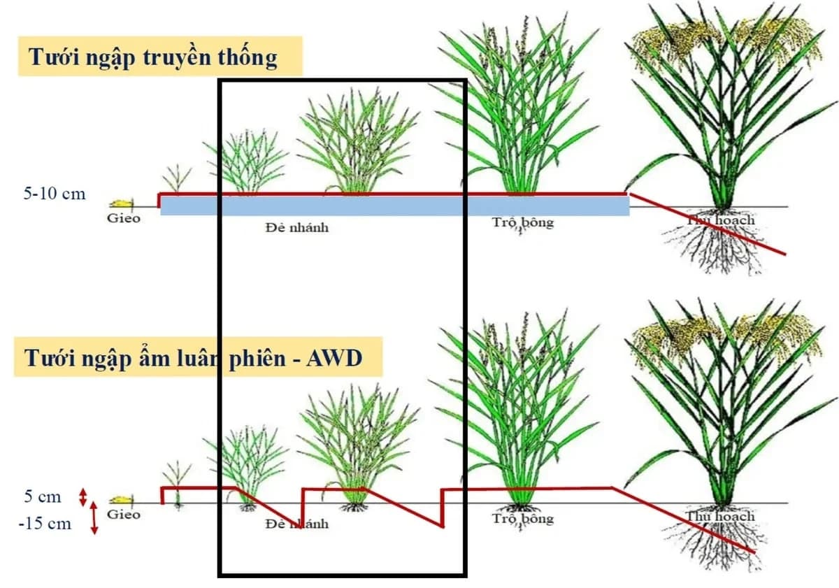 Ruộng lúa cho thực hành AWD và MRV